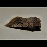 photograph of Hebrew Character