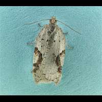 foto Acleris notana