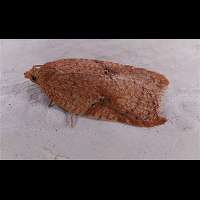 foto Acleris notana of Acleris ferrugana