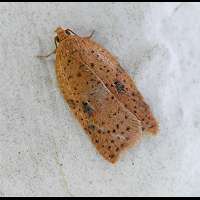 foto Acleris notana of Acleris ferrugana