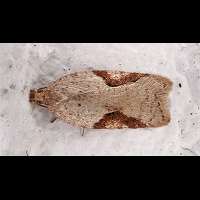 foto Acleris notana of Acleris ferrugana