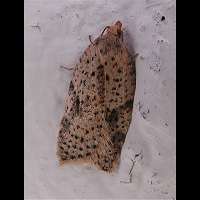 foto Acleris notana of Acleris ferrugana