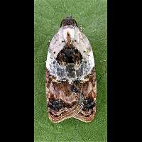 foto Acleris variegana