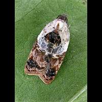 foto Acleris variegana