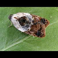 photograph of Acleris variegana