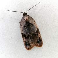 picture Acleris variegana