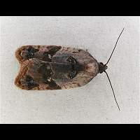 foto Acleris variegana