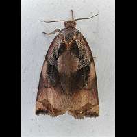 Fruit-tree Tortrix Moth