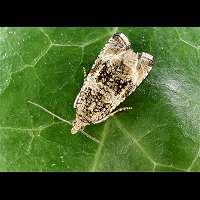 foto Celypha lacunana, brandnetelbladroller