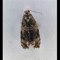 photograph Dark Strawberry Tortrix