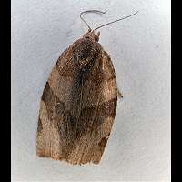 picture Acleris variegana