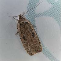 foto Agonopterix propinquella