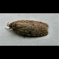 foto Agonopterix propinquella