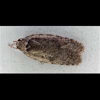 foto Agonopterix propinquella