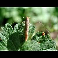 picture Nematopogon swammerdamella