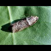 Photograph of Acrobasis consociella