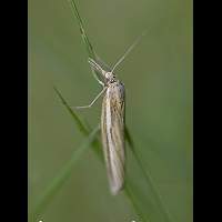 picture Agriphila tristella