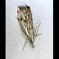 picture Catoptria falsella