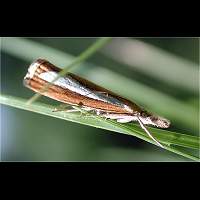 Photograph of Catoptria margaritella