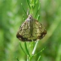 Photograph of Evergestis pallidata