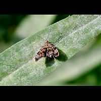 foto Anthophila fabriciana