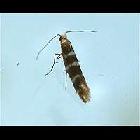 Photograph of Argyresthia trifasciata