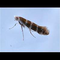 picture Argyresthia trifasciata