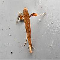 picture Caloptilia betulicola