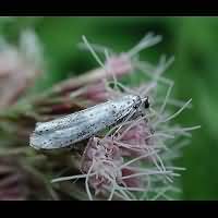 picture Bird-cherry Ermine