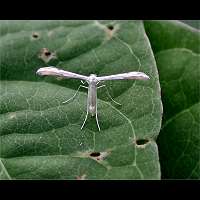 photograph of Pterophorus galactodactyla