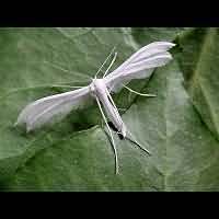 picture Pterophorus pentadactyla