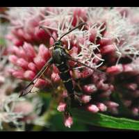 picture Currant Borer