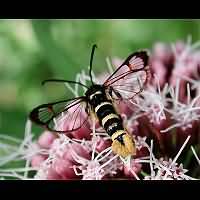 photograph of Synanthedon vespiformis fem.