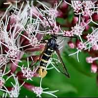 foto Aegeria vespiformis