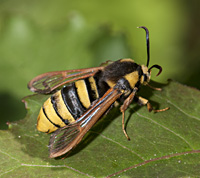 picture of Hornet Moth, Sesia apiformis