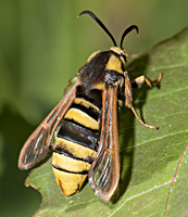 picture of Hornet Moth, Sesia apiformis