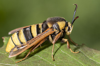 picture of Hornet Moth, Sesia apiformis