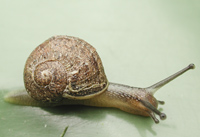 photograph of Segrijnslak, Helix aspersa, Cornu aspersum