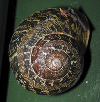 photograph of Segrijnslak, Helix aspersa, Cornu aspersum