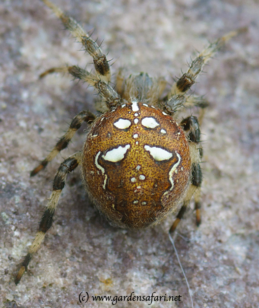 photo of Araneus quadratus