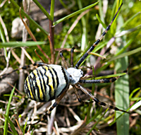 foto van de wespenspin of de tijgerspin , Argiope bruennichi