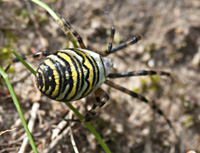 foto van de wespenspin of de tijgerspin , Argiope bruennichi