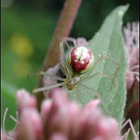 Enoplognatha ovata