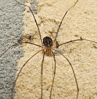 photograph of Common Harvestman