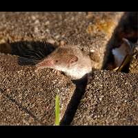 Foto van Crocidura russula