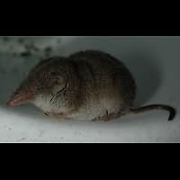 Foto van Crocidura russula