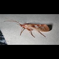 photo of Limnephilus rhombicus