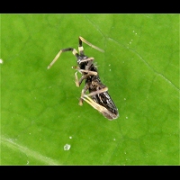 Orchesella cincta