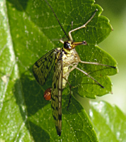 foto van gewone schorpioenvlieg, Panorpa communis