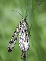 foto van schorpioenvlieg, Panorpa vulgaris